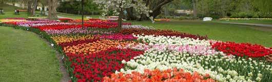 JÄHRLICHE EVENTS TULPENFESTIVAL Eines der schönsten Rokokoschlösser Dänemarks präsentiert sich insbesondere Ende April / Anfang Mai mit über 500.000 Tulpen zum Tulpenfestival.