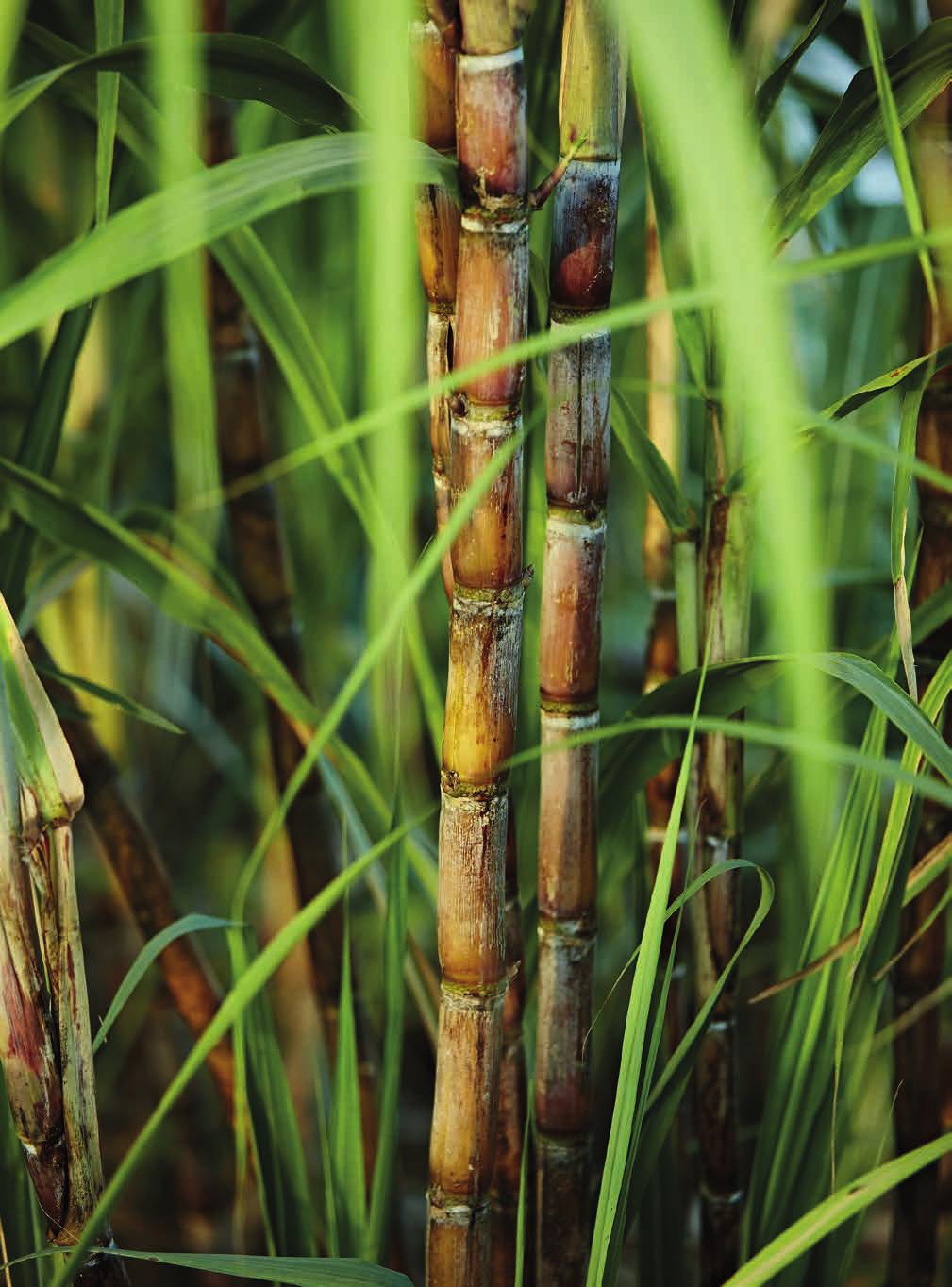 Bagasse Bagasse ist ein natürliches Nebenprodukt zum Beispiel bei der Zuckergewinnung aus Zuckerrohr. Noch vor einiger Zeit wurde dieses Material als nutzlos angesehen.