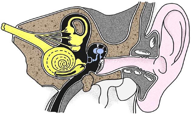 Das menschliche Ohr Alles was wir hören können, was zu unseren Ohren gelangt, sind Schallwellen.