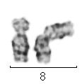 der(8) Abbildung 45 Fall V-2309/01: Partielles Karyogramm nach GTG- Bänderung: links das normale Chromosom 8, rechts das strukturell veränderte Chromosom 8 mit zusätzlichem Material unbekannter