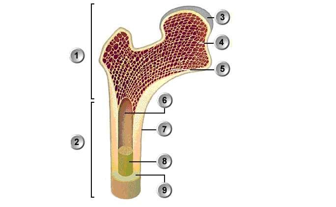 Knochenbau Röhrenknochen Das folgende Abbild zeigt den Feinbau eines Röhrenknochens.