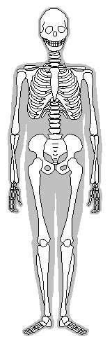 Der Bewegungsapparat Das Knochengerüst des Menschen besteht aus etwa 200 Knochen. Mit Hilfe des Bewegungsapparates können wir uns bewegen, also unsere Körperhaltung ändern und uns fortbewegen.