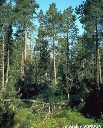 Ausprägungen dieses Lebensraumtyps sind Birken-Moorwald, Birken-Bruchwald, Fichten-Spirken-Moorwald, Waldkiefern-Moorwald und Latschen-Moorwald. Moorwälder sind nach Art.