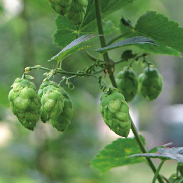 Hallertau Blanc Hallertau Blanc ist eine Tochter der Zuchtsorte Cascade mit fruchtig-blumigem Weißweinbouquet.