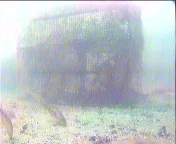 47 5.1 Fischfallen 27 wurden vom 26.6. bis 1.1.27 im Sichtbereich von Unterwasservideokameras Fischfallen positioniert um das Verhalten des Dorsches an einer Fischfalle zu dokumentieren.