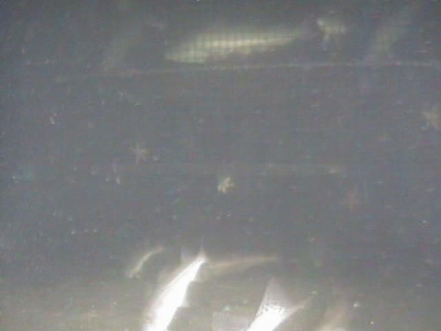 Beobachtungen: Tagaufnahmen Vor der Positionierung der Fischfalle am Standort der UW- Kamera, wurden wochenlang keine Fischvorkommen im Sichtfeld der UW- Kamera beobachtet.