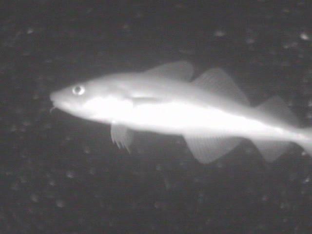 September fressen Dorsche semipelagisch Kleinfische - nach Ausschalten des Lichts kurze Zeit später keine Dorschvorkommen vor der Fischfalle im Infrarotlicht mehr sichtbar;