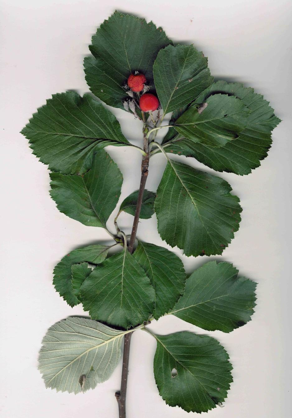Sorbus danubialis Donau - Mehlbeere (2n=68, tetraploid, apogam) Blätter rundlich, ab Sommer