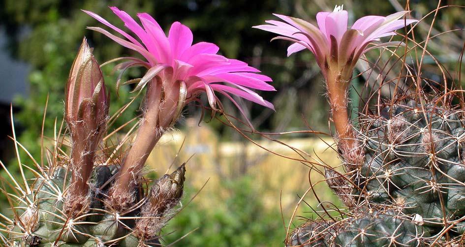 Links: Lobivia acchaensis, rechts: Lobivia wrightiana Blütenschnitte. Links: Lobivia acchaensis, rechts: Lobivia wrightiana 1. Vergleicht man die Pflanzenkörper, stellt man fest, dass in Kultur L.