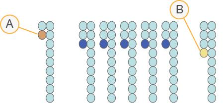 Korrektur der empirischen Phasierung Während der Sequenzierungsreaktion erweitert sich jeder DNA-Strang in einem Cluster um eine Base pro Zyklus.