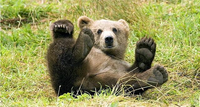 SCHOOL-SCOUT Lernwerkstatt: Raubtiere Mitteleuropas Seite 6 von 74 Der Braunbär Wie sieht ein Braunbär aus? Ein Braunbär hat ein sehr dichtes und wuscheliges Fell.