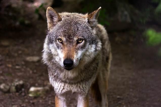 SCHOOL-SCOUT Lernwerkstatt: Raubtiere Mitteleuropas Seite 16 von 74 Wie leben Wölfe? Such dir einen Partner 1. Jeder von euch liest einen der beiden Texte über den Wolf. 2.