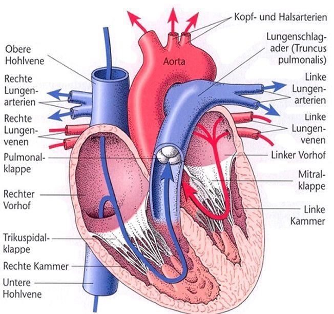 7. Herzklappen Das Herz des Menschen besitzt 4 Herzklappen.