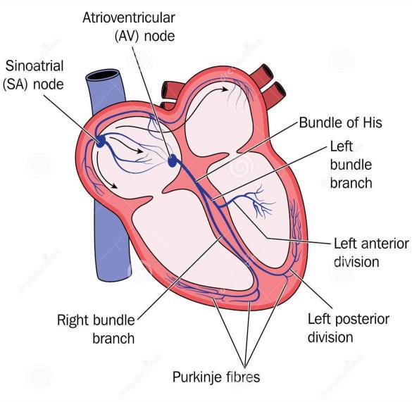 Sie sind hauptsächlich in zwei Strukturen lokalisiert: Sinusknoten (Nodus sinuatrialis; der primäre Schrittmacher des Herzens) und AV-Knoten (Nodus atrioventricularis ; sekundärer Schrittmacher).