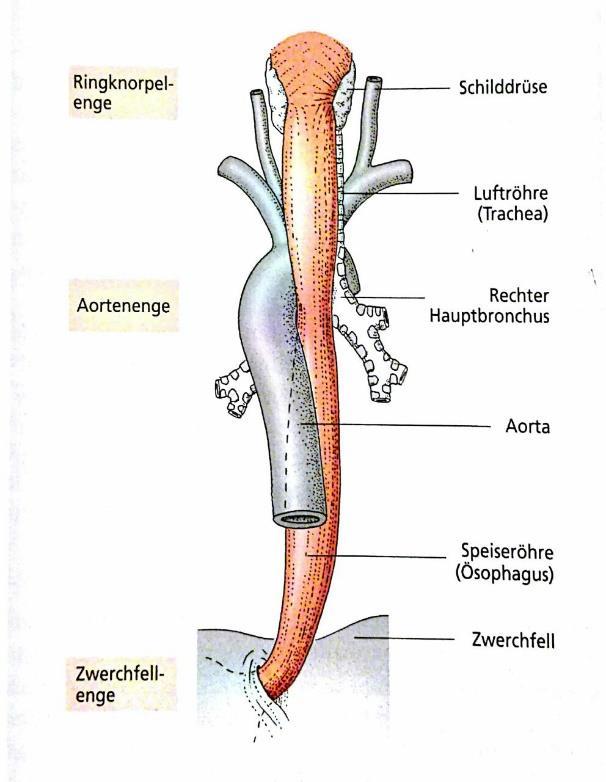 9. Ösophagus: Wandaufbau / Engstellen Die Speiseröhre (Ösophagus) ist ein beim Erwachsenen etwa 25cm langer Muskelschlauch, der den Rachen mit dem Magen verbindet.