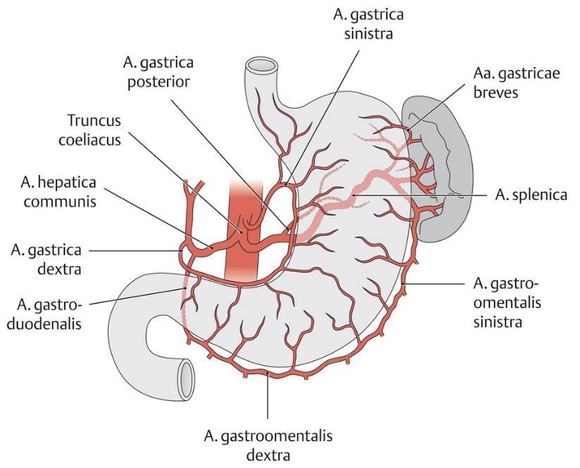 11. Versorgungsgebiete: Truncus coeliacus Der Truncus coeliacus stellt den gemeinsamen Anfangsabschnitt von drei Arterien aus der Bauchaorta (Aorta abdominalis) dar. Er geht ungefähr auf Höhe des 12.