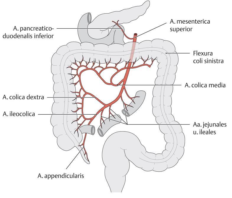 12. Versorgungsgebiete: Arteria mesenterica superior Die Arteria mesenterica superior ist ein Ast der Aorta abdominalis, unmittelbar nach dem Abgang des Truncus coeliacus.
