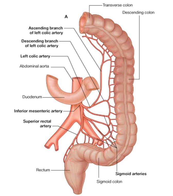 13. Versorgungsgebiete: Arteria mesenterica inferior Die Arteria mesenterica inferior ist ein unpaarer Ast der Aorta abdominalis, welcher die Darmabschnitte von der Flexura coli sinistra bis zum