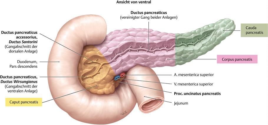 15. Pankreas: Abschnitte / Gefäßversorgung / Funktion An seiner Vorderseite ist das Pankreas von Bauchfell überzogen, liegt also im retroperitoneal.