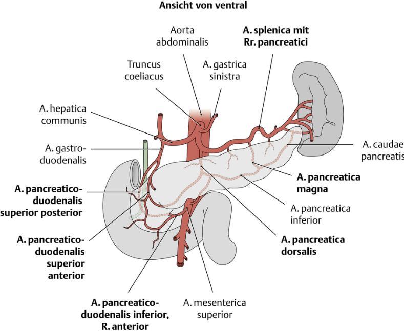 An den Kopf schließt sich der Pankreaskörper an; diesem folgt der Pankreasschwanz, welcher am Milzhilus endet. Die Bauchspeicheldrüse liegt zwischen dem Duodenum und der Milz.