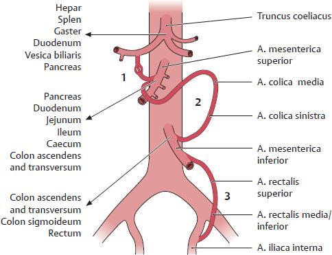 2. Gefäßversorgung: Aorta Abdominalis Truncus coeliacus Arteria mesenterica superior o Arteria colica dextra aufsteigendes Colon o Arteria colica media transversum Colon Arteria mesenterica inferior