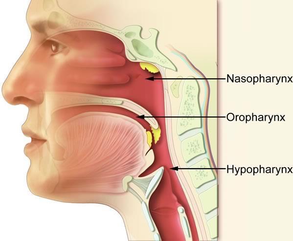 20. Pharynx: Abschnitte / Funktion Der Rachen (Pharyx) ist ein Muskelschlauch, der sich von der Schädelbasis bis zur Speiseröhre erstreckt.