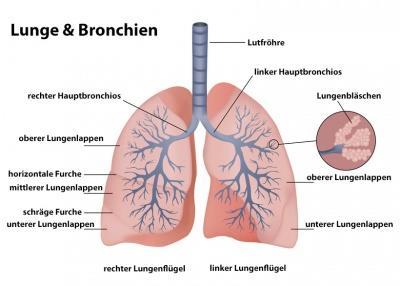 23. Lunge: Aufbau / Lungenhauptgefäße Die Lunge ist ein der Atmung dienendes, paarig angelegtes Organ.