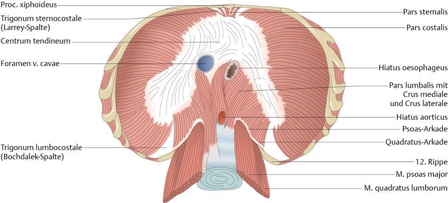 Aufbau Die Lunge beginnt im Prinzip am Lungenhilus (Hilum pulmonis), lateral der Luftröhre (Trachea).