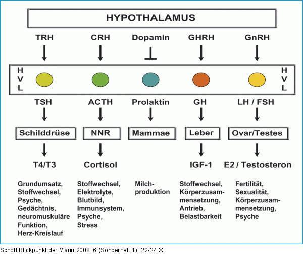 Beispiel für einen Regelkreis H/H : Beim Stressabbau im Hypothalamus setzt dieser das Hormon CRH frei. Dieses Hormon stimuliert anschließend die Hypophyse welche ACTH freisetzt.