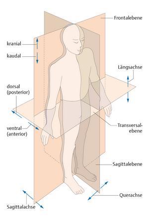 Hauptachsen des Körpers: Sagittalachse (Pfeilachse) Transversalachse (Querachse)
