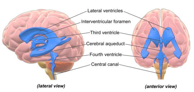 35. Ventrikelsystem Das Ventrikelsystem besteht aus miteinander verbundenen 4 Hirnventrikel. Ventrikel sind Hohlräume, die mit Hirnflüssigkeit, liquor cerebrospinalis, gefüllt sind.