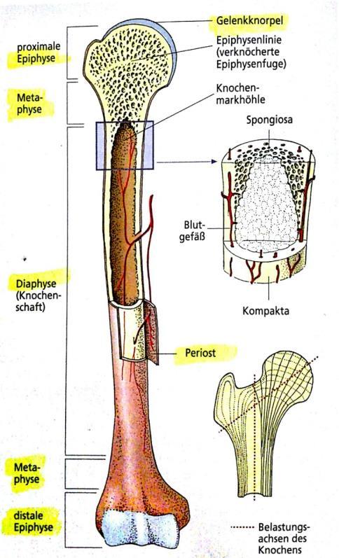 1. Knochenbildung / Knochenaufbau / Ossifikation 1. Knochenbildung Die Osteoblasten sind für den Aufbau der Knochengrundsubstanz zuständig.