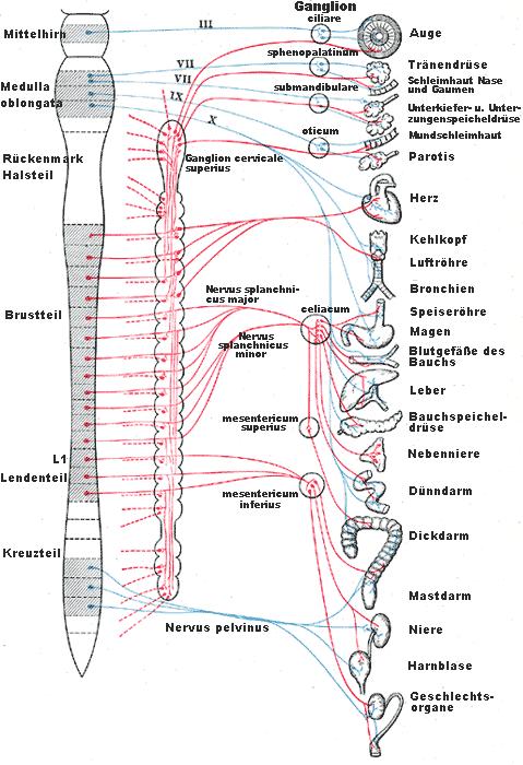 37. Sympathikus / Parasympathikus / Lage im Rückenmark / Funktionen Sympathikus und Parasympathikus sind Teile des viszeralen oder autonomen Nervensystems.
