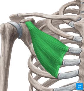 Am Arm überschneiden sich die Fasern des Musculus pectoralis major: Die Fasern, die von weit unten kommen, setzen am Oberarm weiter oben an als die Fasern, die vom Schlüsselbein kommen.