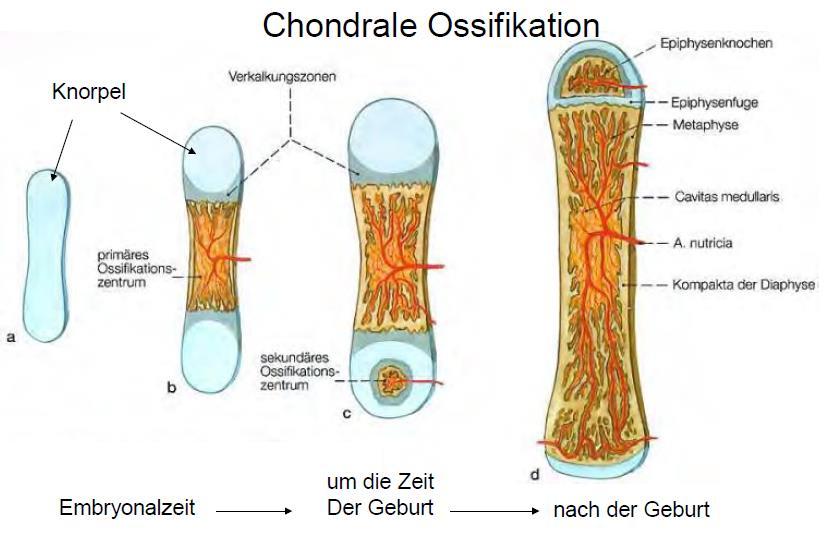 2. Ossifikation und Wachstum Der Vorgang der Knochenbildung heißt Ossifikation (Verknöcherung).