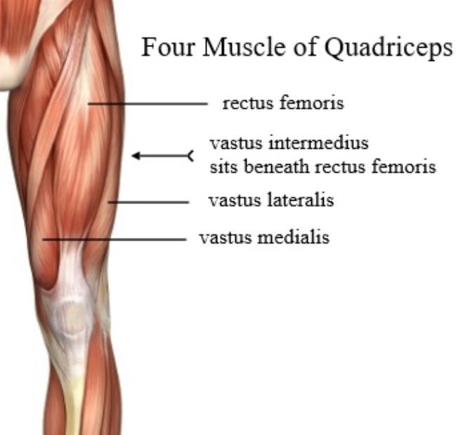 52. Musculus quadriceps femuris / Musculus biceps femuris 1.Musculus quadriceps femuris Die Innervation erfolgt durch den Nervus femoralis (Segmente L2-L4) aus dem Plexus lumbalis.