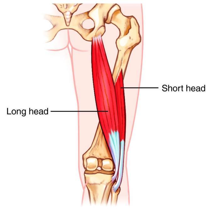 vastus medialis Ursprung: Oberschenkelknochen (Os Femoris) Ansatz: Patella Die vier Muskeln sind am unteren Ende an der Kniescheibe (Patella) mit der Quadriceps-Sehne verbunden. 2.