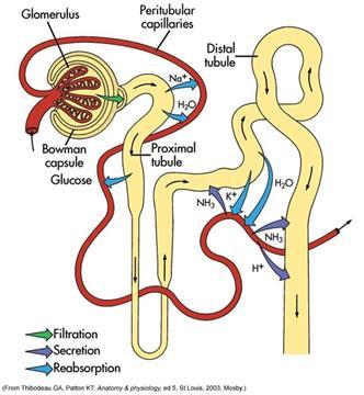53. Niere: Aufbau / Funktion / Gefäßversorgung 1.Aufbau Die Nieren sind retroperitoneal (hinter dem Bauchfell) gelegen. Der Ureter kreuzt die Iliacalgefäße.