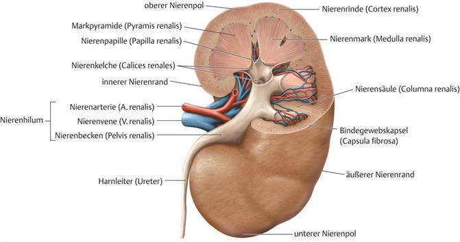 Ganz außen liegt die Nierenrinde (Cortex renalis).