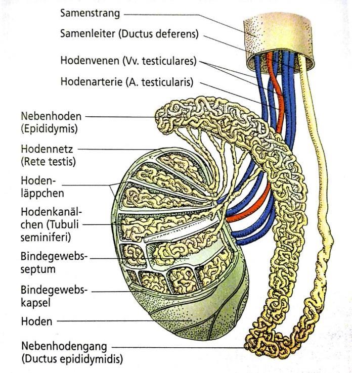3.Gefäßversorgung Die arterielle Versorgung der Nieren erfolgt über die beiden Arteriae renales(kommt aus der Aorta), den Abtransport venösen Blutes besorgen die sie begleitenden Venae renales(mündet