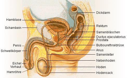 2. Prostata Die in etwa kastaniengroße Prostata liegt zwischen der Unterfläche der Harnblase und der Beckenbodenmuskulatur und umschließt die Harnsamenröhre.