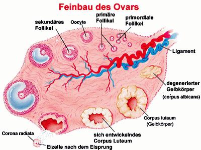 55. Ovar / Tube / Uterus: Aufbau / Funktion 1.
