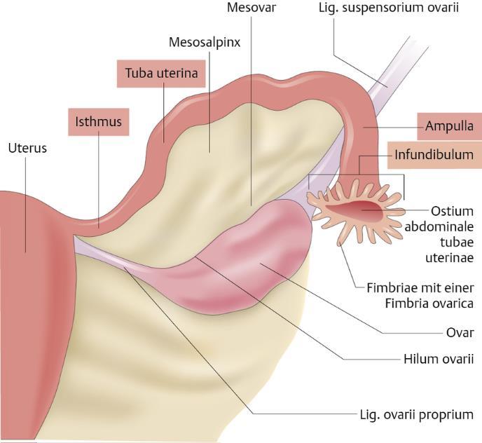 2. Tuba Die paarig angelegten Eileiter sind mit Schleimhaut ausgekleidete Muskelschläuche, die eine Länge von 10-16 cm aufweisen und vom Ovar bis zum Uterus (Übergang vom Corpus zum Fundus uteri)