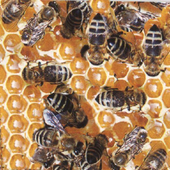 Bienen erzeugen Honig, indem sie Blütennektar und Honigtau sammeln, mit körpereigenen Substanzen anreichen und zu zähflüssigem, überaus lagerfähigem Saft umformen.