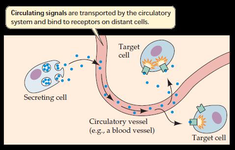 Signale über größere Distanzen - endokrine Signale Chemische Signale erreichen eine Zelle durch lokale Diffusion oder (endokrin) durch Zirkulatiuon des Blutes Signalmoleküle müssen von der