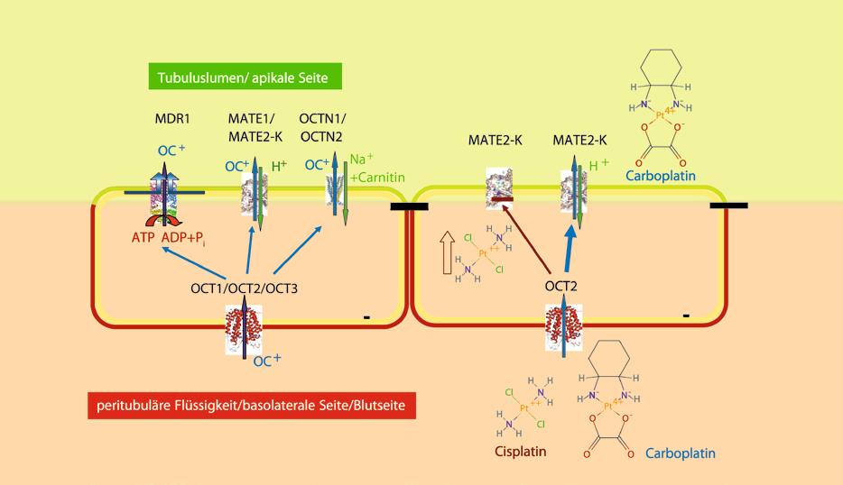 8 Kapitel Pharmakokinetik MRP4 (ABCC4) und MRP5 (ABCC5), die Nucleotidanaloga (inklusive entsprechender zytotoxischer Substanzen wie 6-Mercaptopurin, Methotrexat und antivirale Nucleotide)