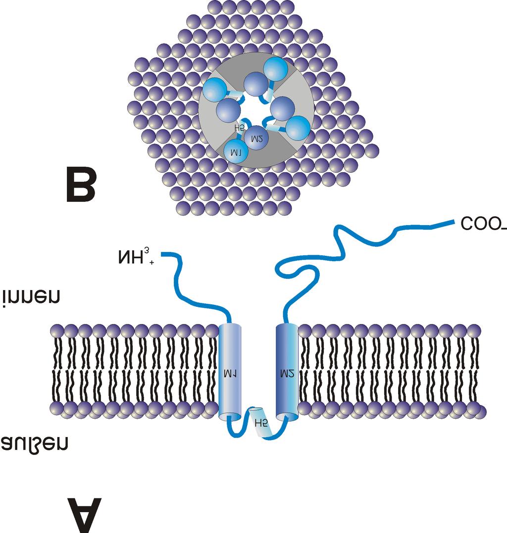Kapitel 1 Einleitung 10 Abbildung 1 : Schema eines Kir-Kanals A: Integration eines Kir-Kanalproteins (α-untereinheit) in der Plasmamembran. Amino- und Carboxyterminus liegen im Cytoplasma.