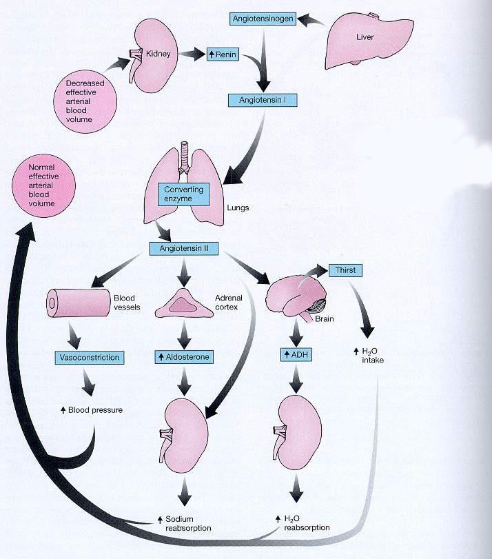 Angiotensin I 10 Aminosäure (ACE, Angiotensin-