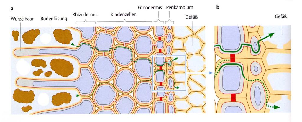 Die Endodermis und ihre Funktion Die Endodermis erlaubt Kontrolle über die Aufnahme von Ionen.