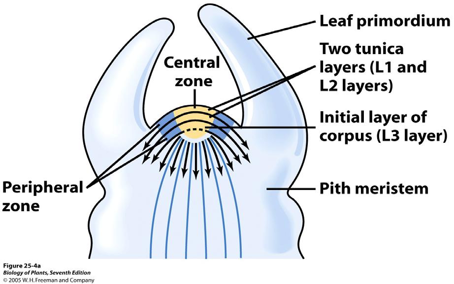 Entwicklung von Sprossachse und Blättern Blattanlage (Blattprimordium) Zentrale Zone 2 Tunica-Schichten (L1 und L2) Corpus- Initialschicht Periphere Zone